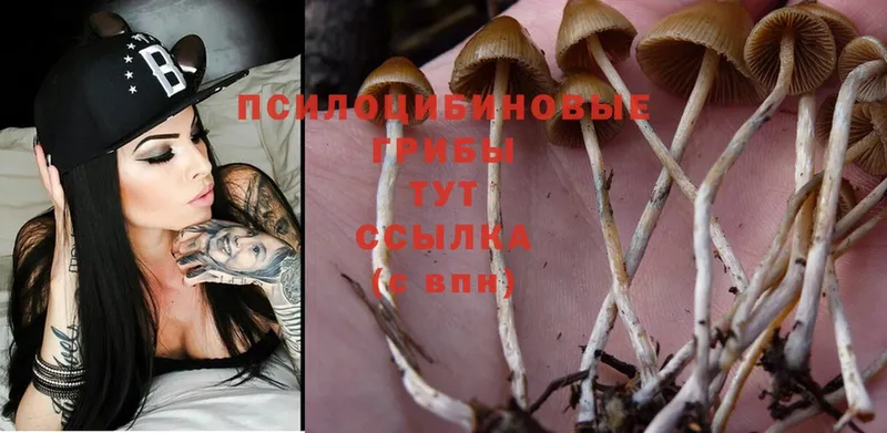 Псилоцибиновые грибы Psilocybe  Старая Русса 